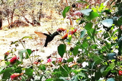 En mi jardín
