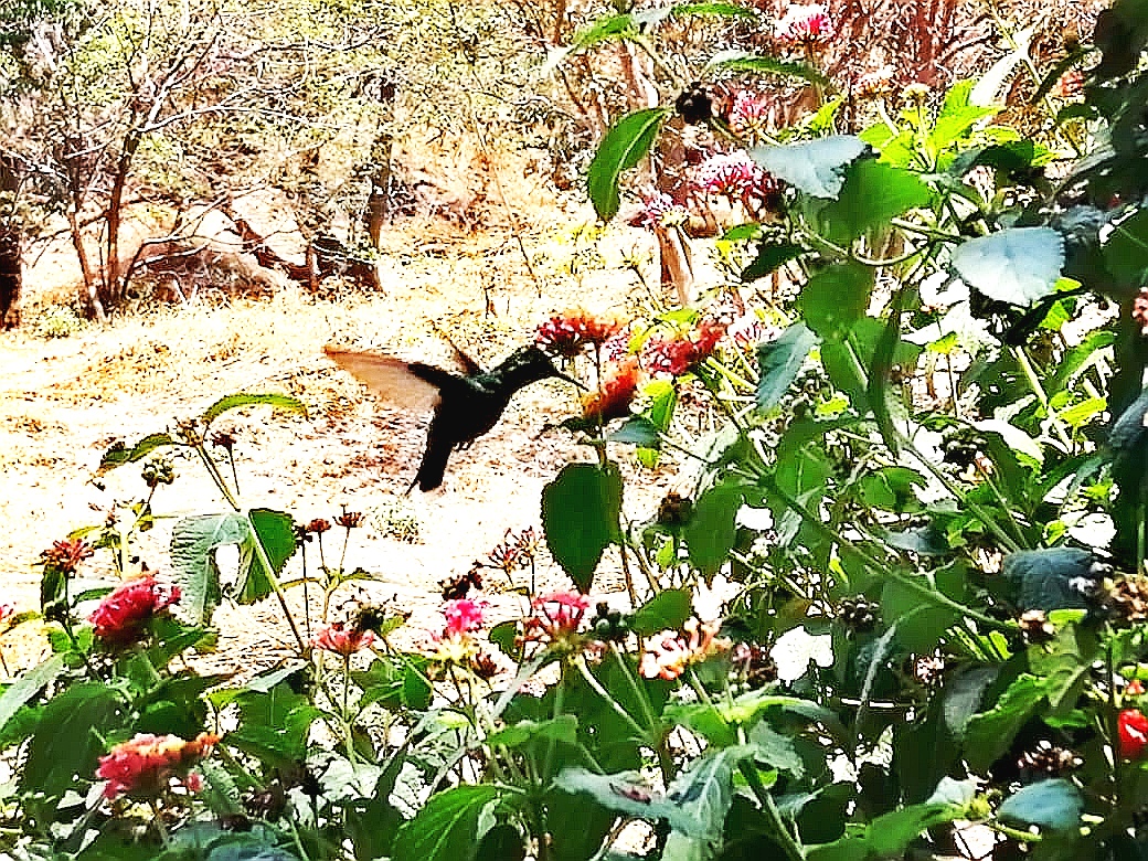 En mi jardín